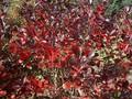 Aronia melanocarpa Viking Image 1