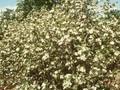 Aronia prunifolia Image 1