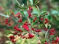 Aronia prunifolia Brilliant Image 1