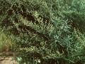 Artemisia dracunculus Image 1