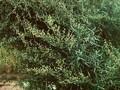 Artemisia glauca Image 1