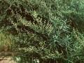 Artemisia glauca Image 1