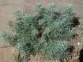 Artemisia vallesiaca Image 1