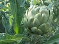Cynara scolymus var. Vert de Laon Image 2