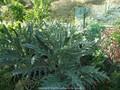 Cynara scolymus var. Vert de Laon Image 3