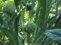 Cynara scolymus var. Vert de Laon Image 4