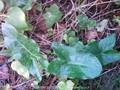 Arum maculatum Image 1