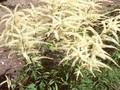 Aruncus dioicus Kneiffii Image 1