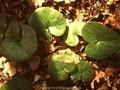 Asarum europaeum Image 1