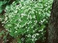 Asperula odorata Image 1