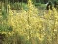 Asphodeline liburnica Image 1