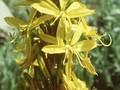 Asphodeline lutea Image 1