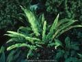 Asplenium scolopendrium Image 1