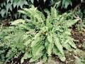 Asplenium scolopendrium crispum group Image 1