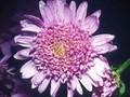 Aster alpinus Abendschein Image 1