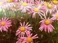 Aster alpinus Dunkle Schone Image 1