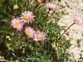 Aster alpinus Happy End Image 1