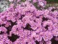 Aster amellus Blutendecke Image 1