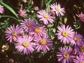 Aster amellus Breslau Image 1