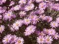 Aster amellus Dr Otto Petschek Image 1