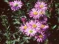 Aster amellus Glucksfund Image 1