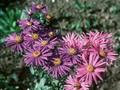 Aster amellus Lady Hindlip Image 1