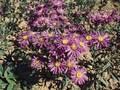 Aster amellus Mira Image 1