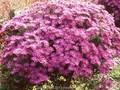 Aster amellus Violet Queen Image 1