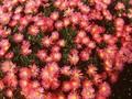 Aster dumosus Alice Haslam Image 1