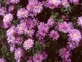 Aster dumosus Blaue Lagune Image 1