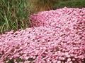 Aster dumosus Herbstgruss vom Bresserhof Image 1