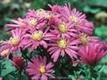 Aster dumosus Nesthakchen Image 1