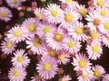 Aster dumosus Silberblaukissen Image 1