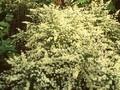 Aster ericoides Golden Spray Image 1