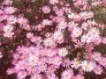 Aster ericoides Pink Star Image 1