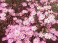 Aster ericoides Rosa Star Image 1