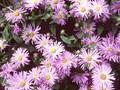 Aster frikartii Monch Image 1