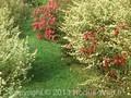 Aster novae-angliae Image 1