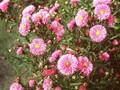 Aster novi-belgii Gayborder Splendour Image 1