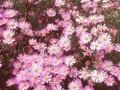 Aster pringlei Pink Star Image 1