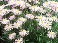 Aster tongolensis Napsbury Image 1