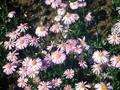 Aster tongolensis Wartburgstern Image 1