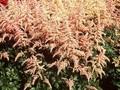 Astilbe arendsii Bressingham Beauty Image 1