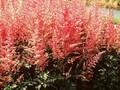 Astilbe arendsii Granat Image 1