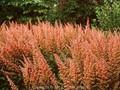 Astilbe chinensis Image 1