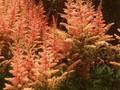 Astilbe chinensis Finale Image 1