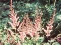 Astilbe chinensis Serenade Image 1