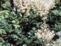 Astilbe crispa Lilliput Image 1