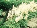 Astilbe japonica Deutschland Image 1