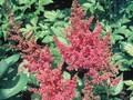 Astilbe japonica Mainz Image 1